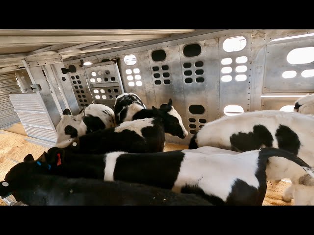Loading some Holstein calves for Canada Ep.40