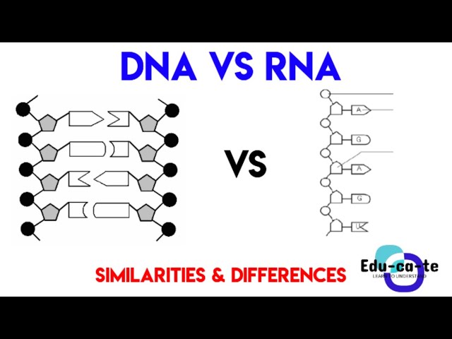 DNA vs RNA  - Similarities & Differences grade 12 Life sciences
