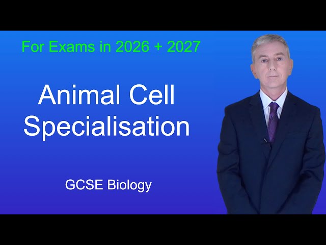 GCSE Biology Revision "Animal Cell Specialisation"