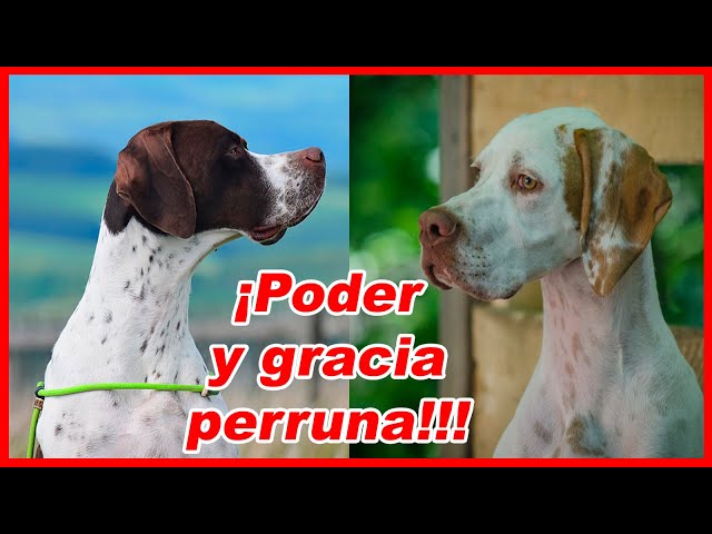 English Pointer - Characteristics and curiosities