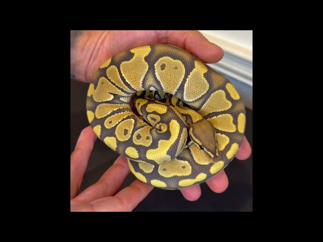 Morph Showcase Hypo Het desert Ghost Ball Python
