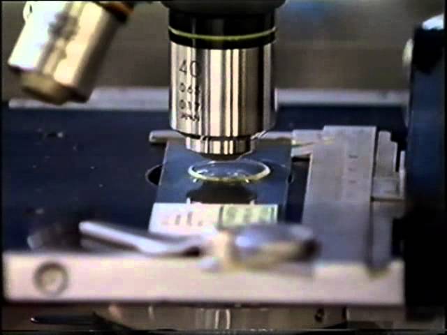 How to Use the Compound Microscope