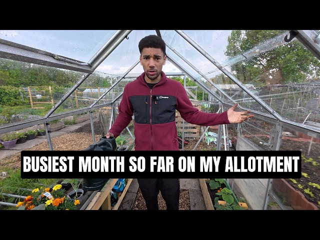 MAY Has Been A Busy Month On My ALLOTMENT🧑🏽‍🌾 | Planting More Veggies 🥬🫜🫘