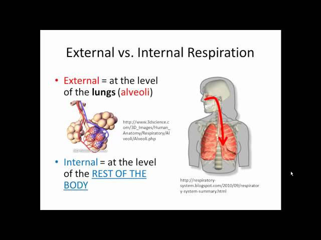 External and Internal Respiration (Gas Exchange) SIMPLIFIED!!!