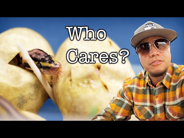 Is keeping snakes cruel?