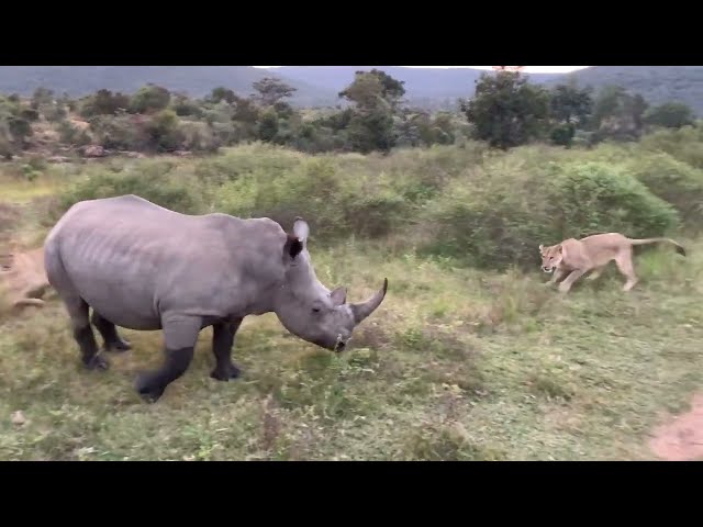 LION PRIDE HUNTS RHINO (ANIMALS FIGHT)