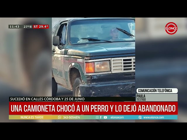 A person ran over a dog with a van and left it abandoned - 23/02/26