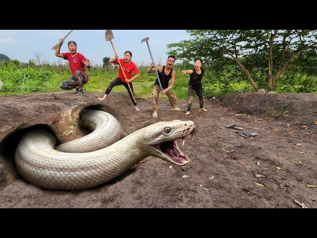 Expert Bravely Digs Up and Captures a Giant White Python