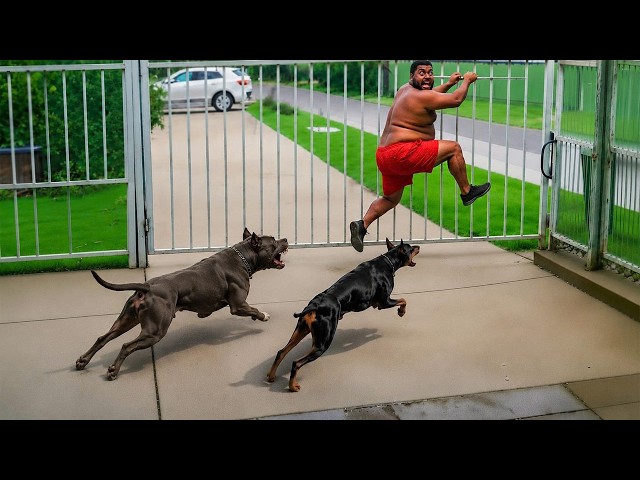 People Who Messed with the Wrong Guard Dogs #2