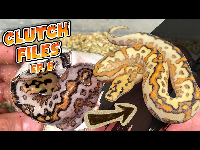 Clutch Files EP. 8 Kraken, Special Clown & Cryptic Monsoon