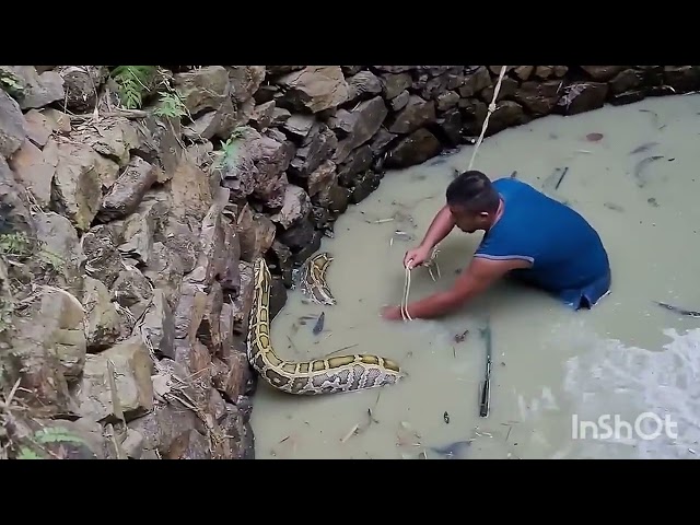 Dangerous Well Rescue: Removing a Huge Python Safely