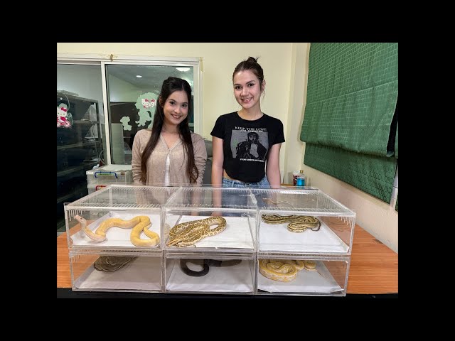 ประมูลงูเหลือมดำ🐍