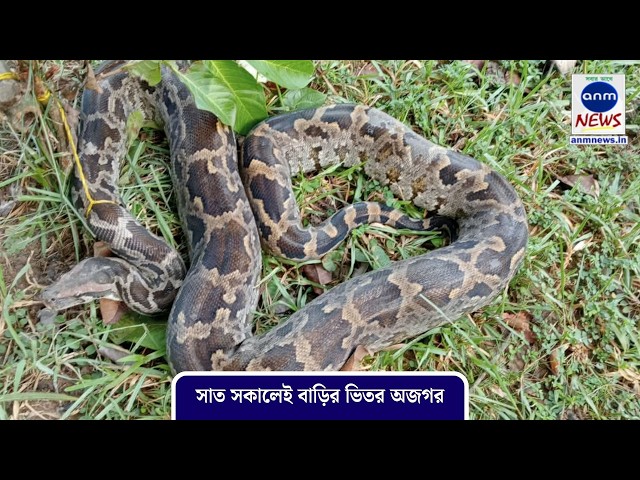 Python found inside house early in the morning/ANM News