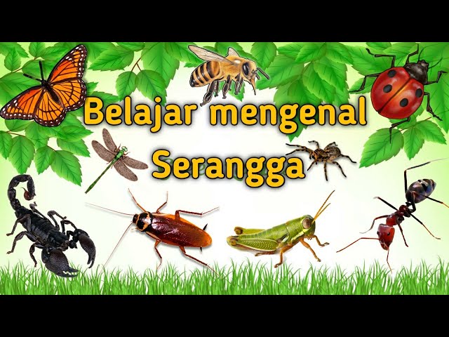 Belajar mengenal nama dan suara serangga | Suara binatang animasi | nama nama serangga