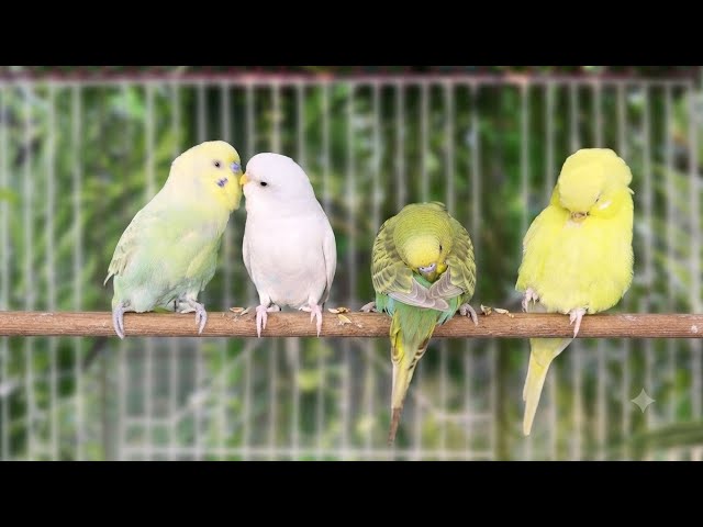 Beautiful Budgie Birds Playing in Cage || @sonjitbirdstv 