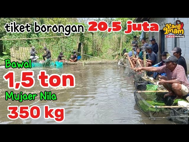 274 : woowww,.. luar biasa‼️tiket borongan 20,5 juta, ikan yang naik bawal 1,5 ton nila 300 kg lebih