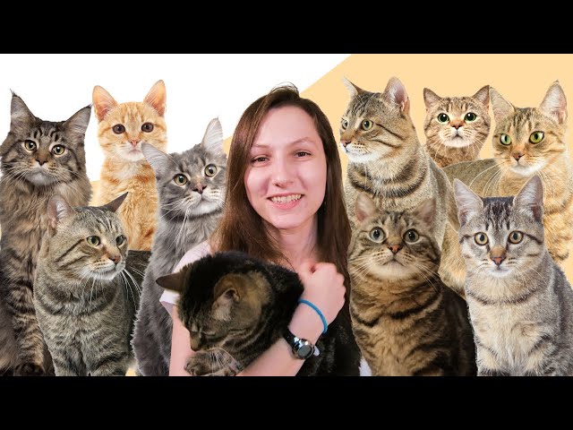 8 Facts You Didn't Know About Tabby Cats
