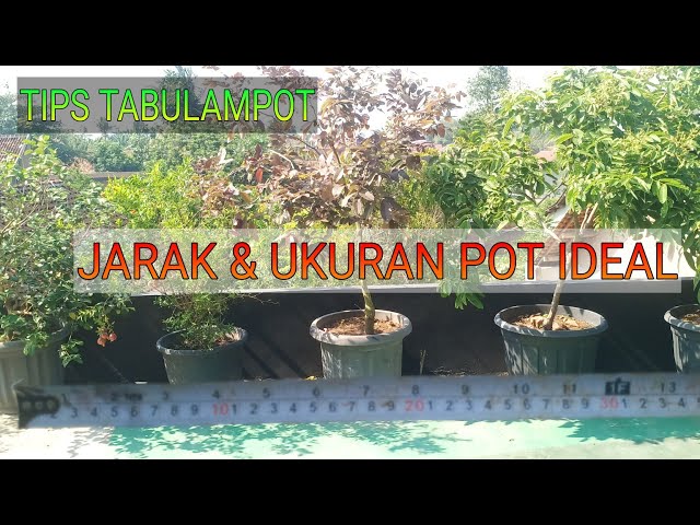Jarak Tanam Ideal & ukuran POT ideal TABULAMPOT