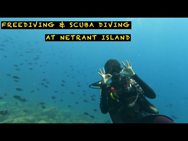 Scuba Diving in Netrani Island 2023 | Best diving destination in mainland India | Learn Free Diving