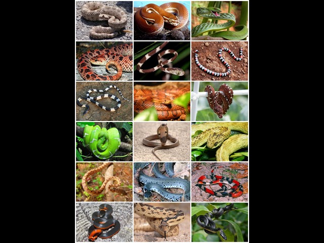 Snake | Wikipedia audio article