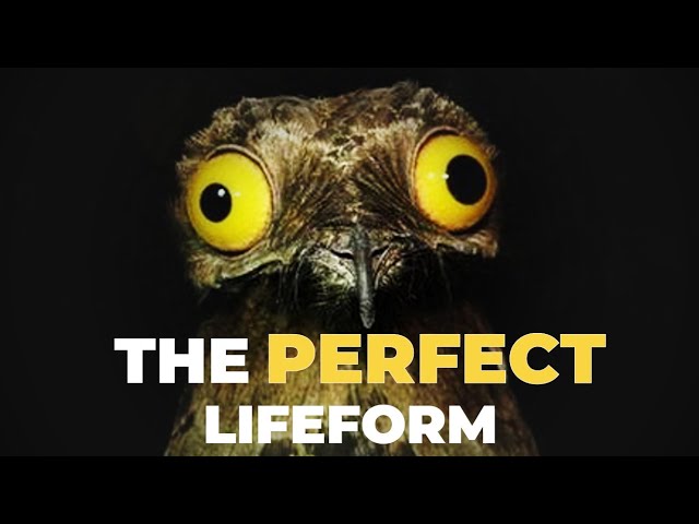 How The Potoo Beat Evolution