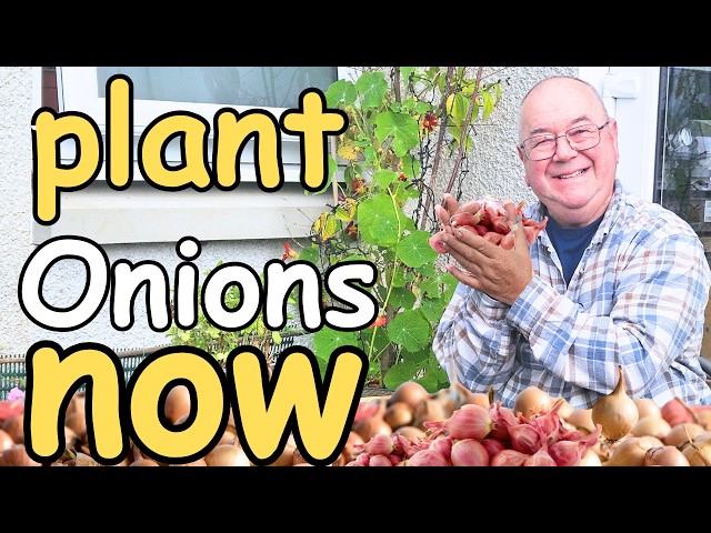 Don't Wait! Why You Should Be Planting Onions in Containers Today