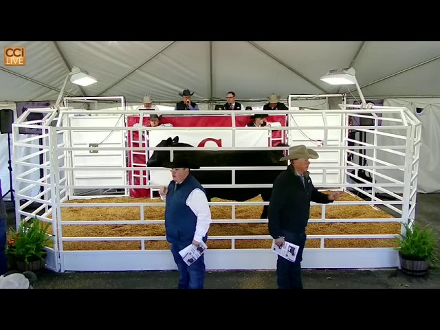 Conley Cattle Co. Spring Event, Sulphur, OK
