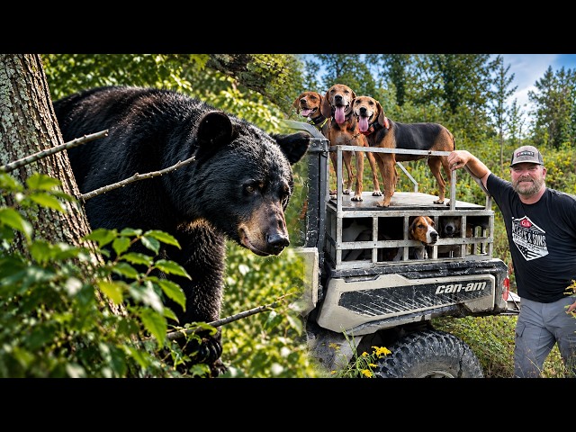 Opening Day of Bear Season!! Hound Hunting