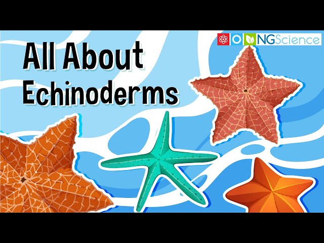 All About Echinoderms