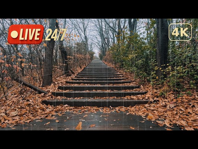 4K Light Autumn Rain Live for Fast Sleep: Relaxing Rain Sounds & Ambience