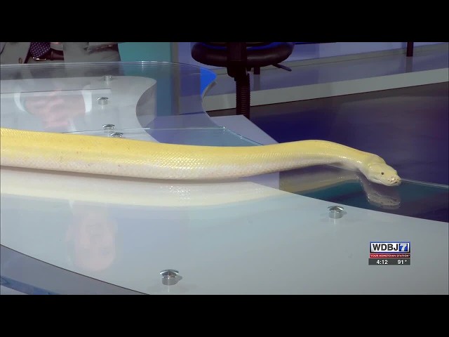 Slither Your Way to Mountain Lake Lodge for 2026 Reptile Expo