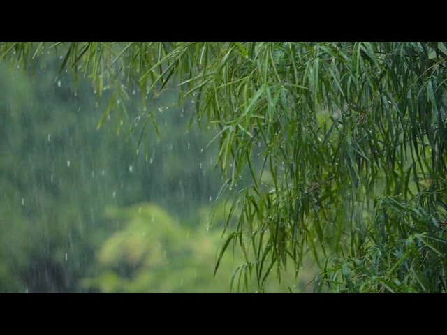 Pluie fine en forêt