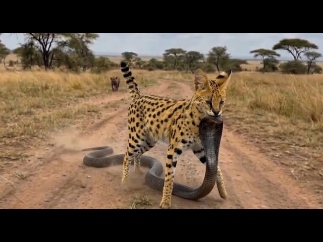 Silent Speed vs Deadly Venom | Serval Faces the King Cobra