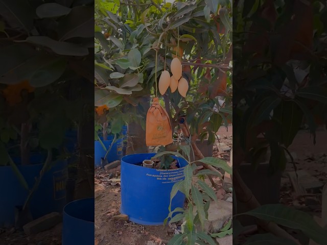 Make Big Plants in Months