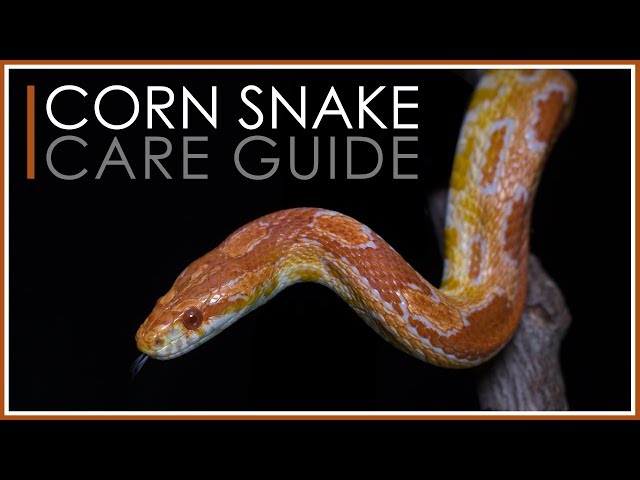 Complete Corn Snake Care Guide | 2018 Edition