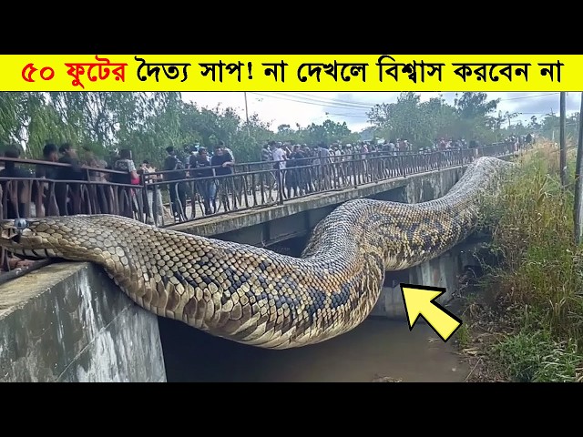 বিশ্বের ১০টি সবচেয়ে বড় সাপ 😱 যাদের সামনে মানুষও অসহায় | Biggest Snakes In The World