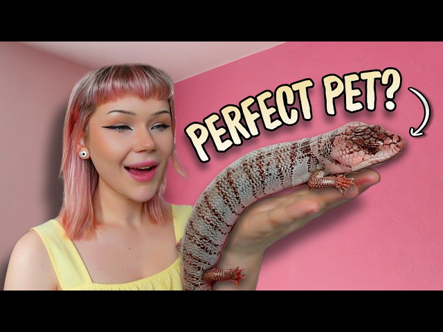 I Bought the BEST Pet Skink