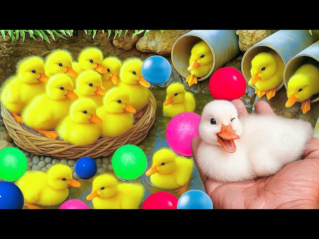 Searching for cute ducks, Ducks swimming, catching geese, Ducks, fish, and colorful chickens