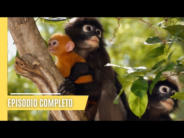 Monos en movimiento - Saltos trepidantes en los árboles y Jungle Lifer | Episodio Completo Español
