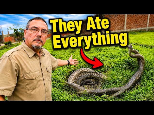 Florida Released Thousands of Snakes Into the Wild and What Happened Next Is INSANE