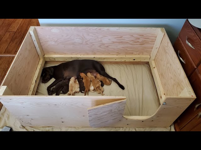 How to Build a Whelping Pen (Super Easy)