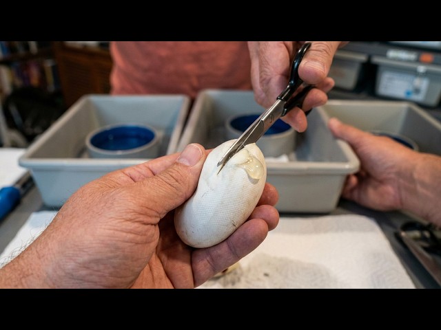 Ball Python Egg Cutting! Clutch #6 2026 Pairing is a Mojave, Het Monsoon X Normal, Het Clown.