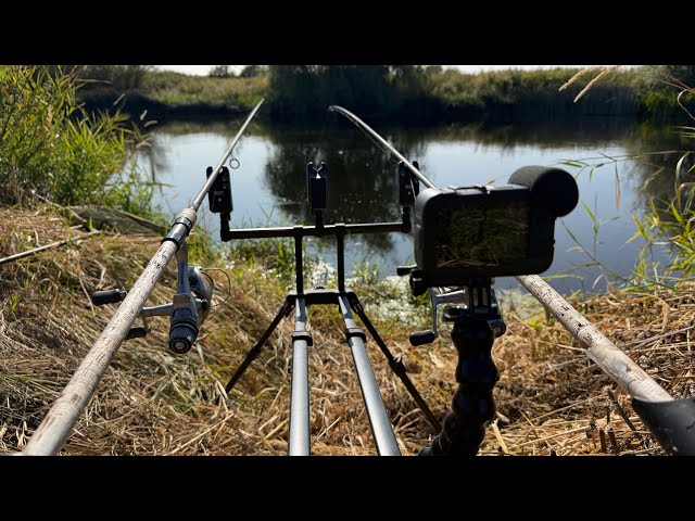 That lovely barbel bite