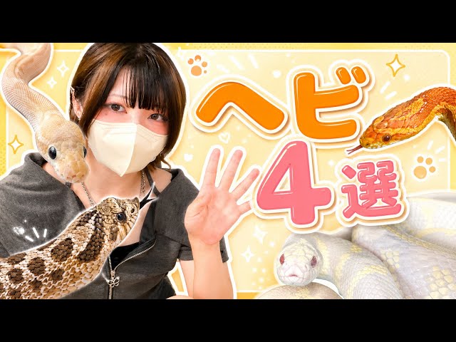 [女ショップ店員が語る]初心者おすすめヘビ4選🐍🔰◝☆ 2026/07/17