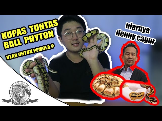PEMULA MAU PELIHARA ULAR ? PELIHARA ULAR INI ! KUPAS TUNTAS BALL PHYTON