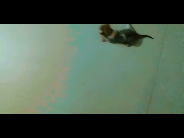 Tiny kittens meowing #catvideos # cat