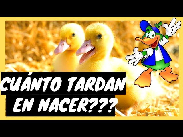 How long does it take for ducks to hatch // DUCK INCUBATION TIME // types of ducks // DUCK RAISING