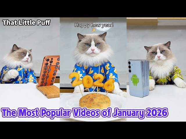 The Most Popular Videos of January 2026 | That Little Puff