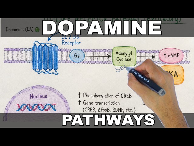 Dopamine | Pathways and Function