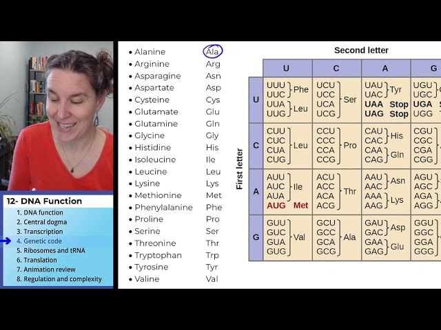 DNA Function 4- The genetic code